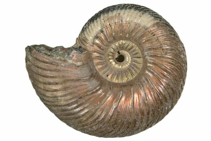Iridescent, Pyritized Ammonite (Quenstedticeras) Fossil - Russia #337323
